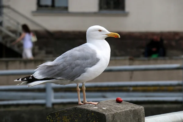 Möwen am Ufer — Stockfoto