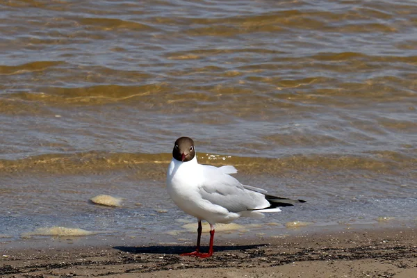 Seagulls on the shore — Stock Photo, Image