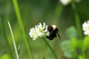 Doğa yakın çekim resimleri 