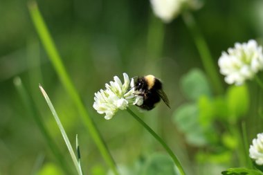 Doğa yakın çekim resimleri 
