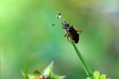 Doğa yakın çekim resimleri 