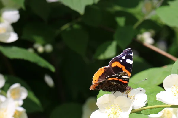 Pictures of nature close-up — Stock Photo, Image