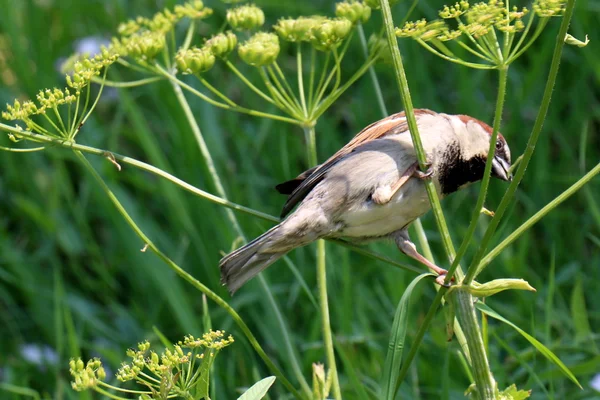 Pictures of nature close-up — Stock Photo, Image