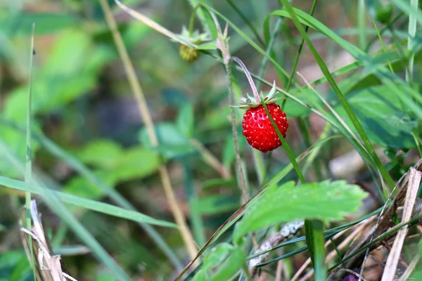 Pictures of nature close-up — Stock Photo, Image