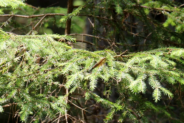 Immagini della natura primo piano — Foto Stock