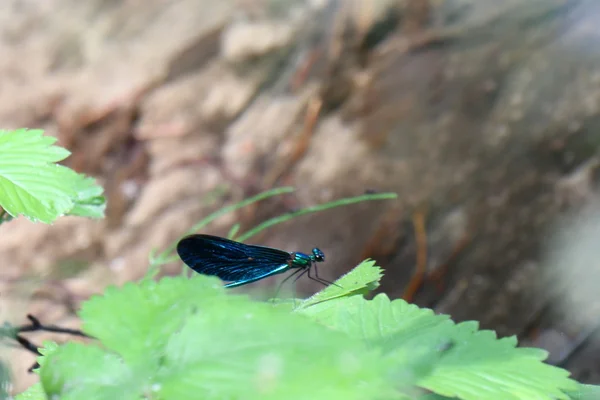 Pictures of nature close-up — Stock Photo, Image