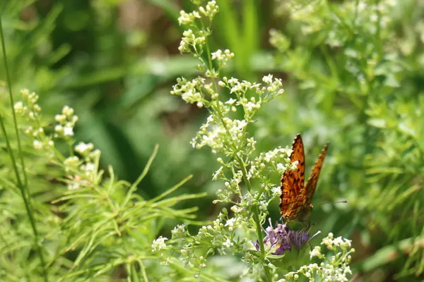 Pictures of nature close-up — Stock Photo, Image