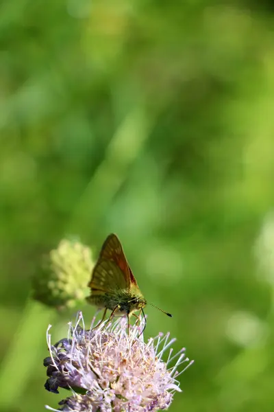 Imagens da natureza close-up — Fotografia de Stock