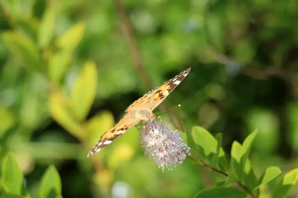 Pictures of nature close-up — Stock Photo, Image