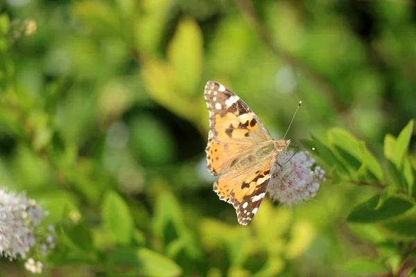 Pictures of nature close-up — Stock Photo, Image