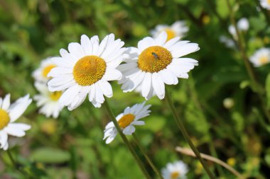 Doğa yakın çekim resimleri 