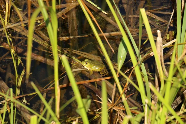 Foto's van nature close-up — Stockfoto