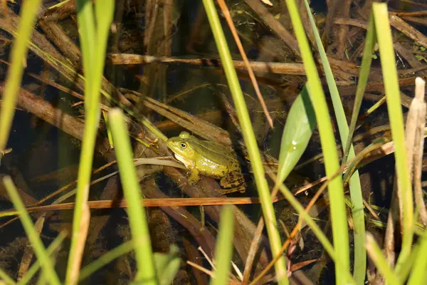 Fotos de la naturaleza de cerca — Foto de Stock