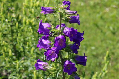 Doğa yakın çekim resimleri 