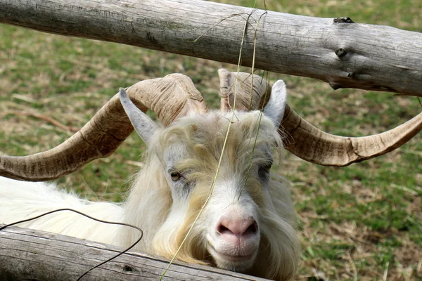 Goat behind the fence — Stock Photo, Image