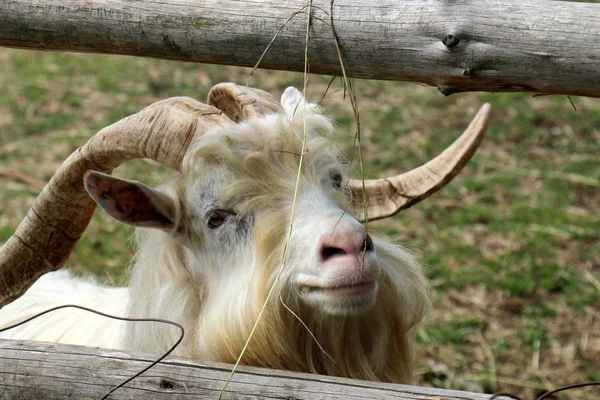 Goat behind the fence — Stock Photo, Image