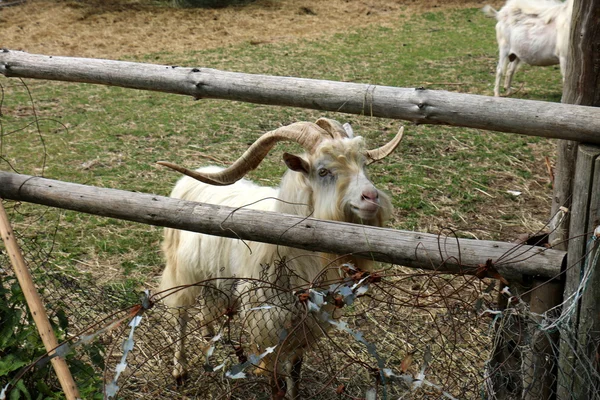 Коза за забором — стоковое фото