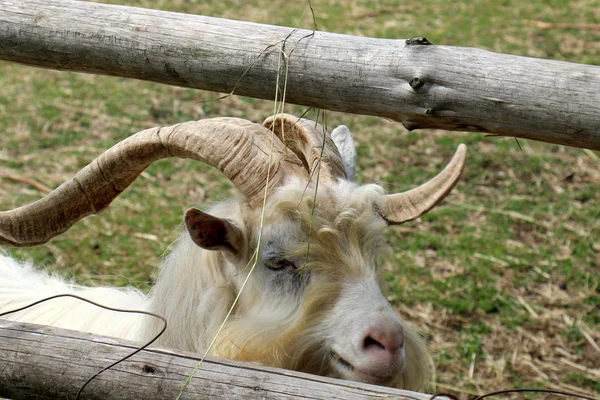 Goat behind the fence — Stock Photo, Image