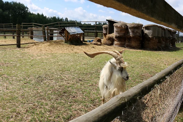 Goat behind the fence — Stock Photo, Image