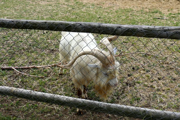 Goat behind the fence — Stock Photo, Image