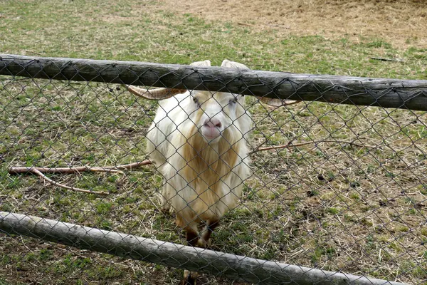 Goat behind the fence — Stock Photo, Image