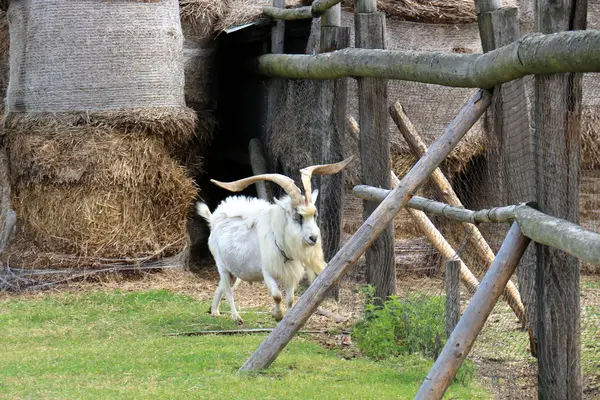 Goat behind the fence — Stock Photo, Image