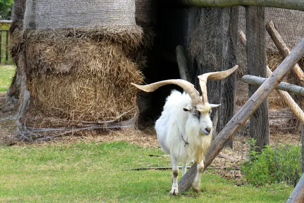 Goat behind the fence — Stock Photo, Image