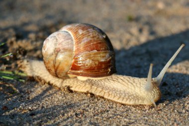 küçük salyangoz tarama 