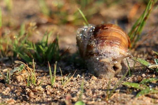 Kleine Schnecke kriecht — Stockfoto