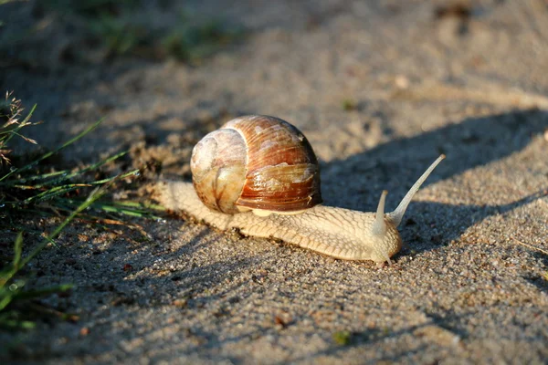 small snail crawling