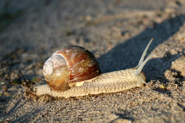 Small snail crawling — Stock Photo, Image