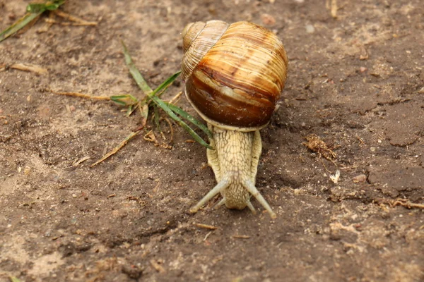 Petit escargot rampant — Photo