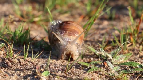 Caracol pequeño arrastrándose — Vídeos de Stock