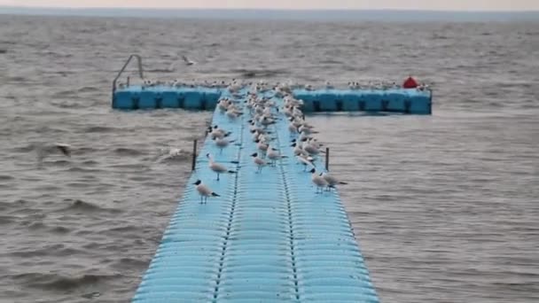 Mañana en el lago Naroch — Vídeo de stock