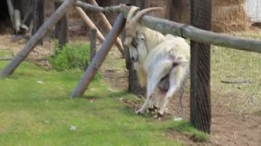 çitin arkasında keçi 