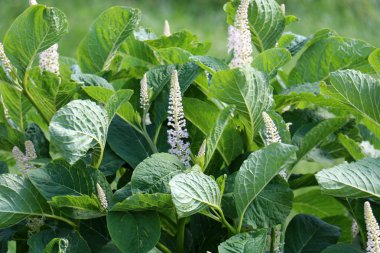 Yaz aylarında Beyaz Rusya 