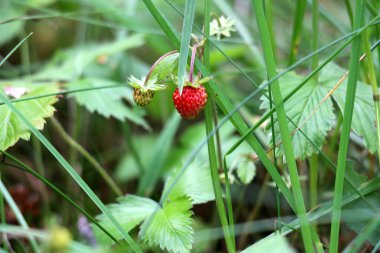 Yaz aylarında Beyaz Rusya 