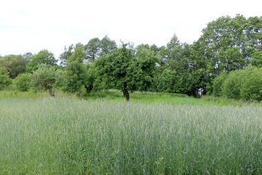 Yaz aylarında Beyaz Rusya 