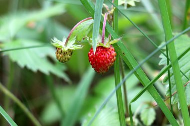 Yaz aylarında Beyaz Rusya 