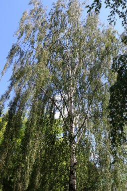 Yaz aylarında Beyaz Rusya 