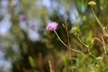 Yaz aylarında Beyaz Rusya 