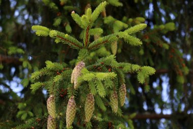 Yaz aylarında Beyaz Rusya 