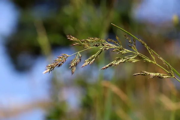 L'été en Biélorussie — Photo