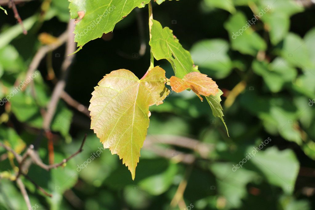shimonbar.mail.ru