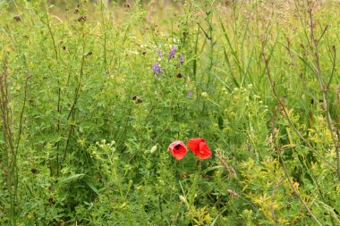 Yaz aylarında Beyaz Rusya 