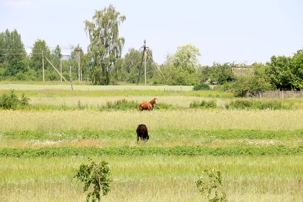 Літо в Білорусі — стокове фото