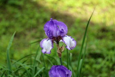 Bahçe çiçek yetişir 