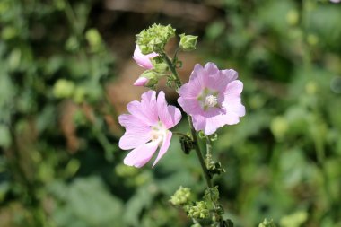 Bahçe çiçek yetişir 