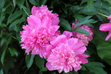 Bahçe çiçek yetişir 