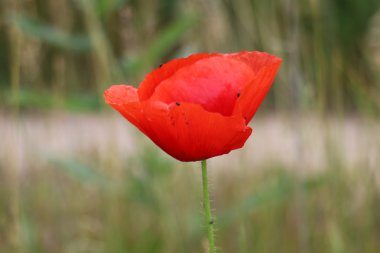Bahçe çiçek yetişir 